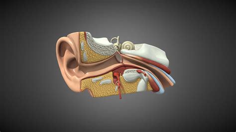 inner ear 3d model|3d anatomy of the ear.
